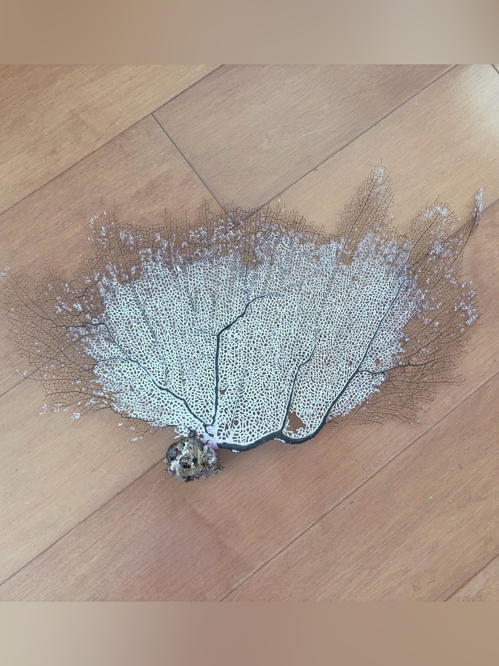 Sea fan coral, M size - Picture 3 of 5